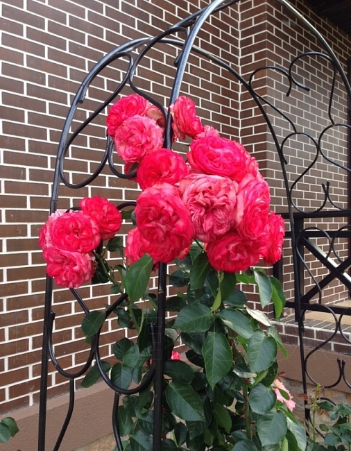 Роза плетистая Антике